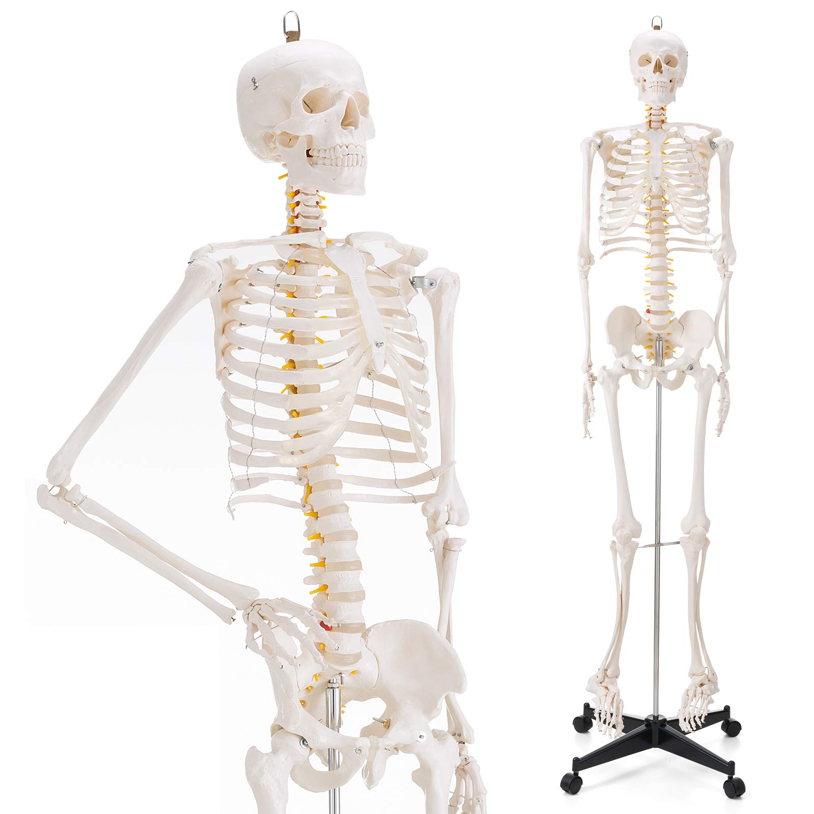 Buy Ultrassist Human Skeleton Model, Life Size Anatomical Skeleton