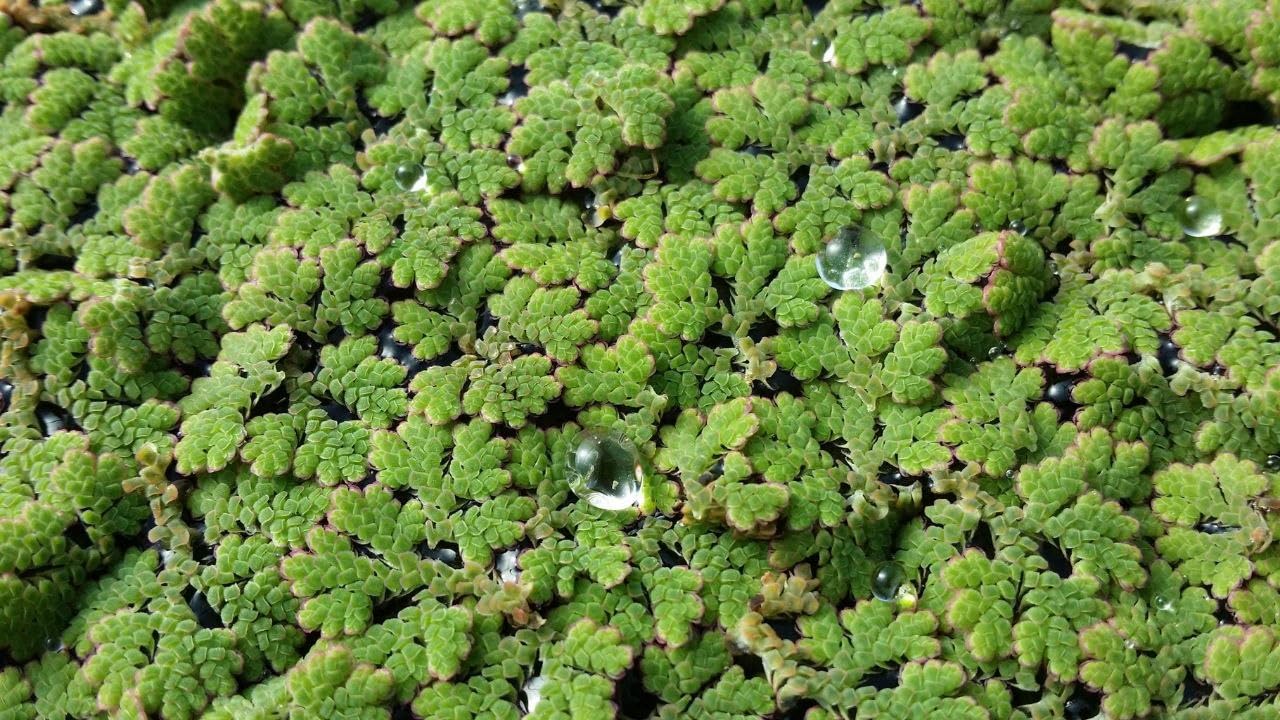 Natural Bio Fertilizer for Rice Fields and Home Garden Floating Fern (1400 Live Healthy Plant Seeds)-image-44