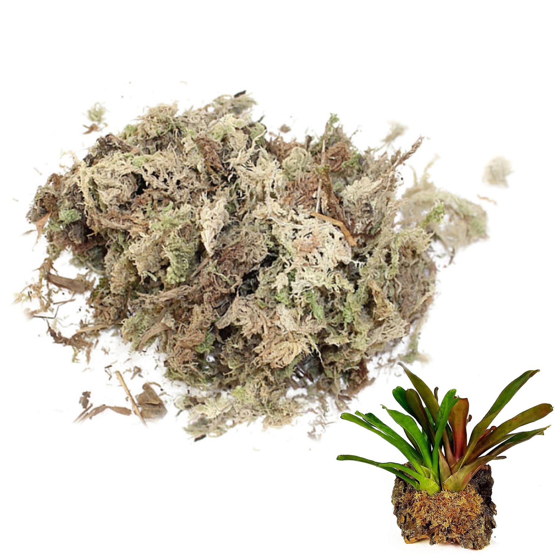 Sphaigne Mousse pour Reptiles 150 g séchée Terrarium literie