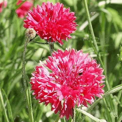 Botón de soltero, semillas rojas altas, 25 semillas, hermosas flores de color rojo brillante.