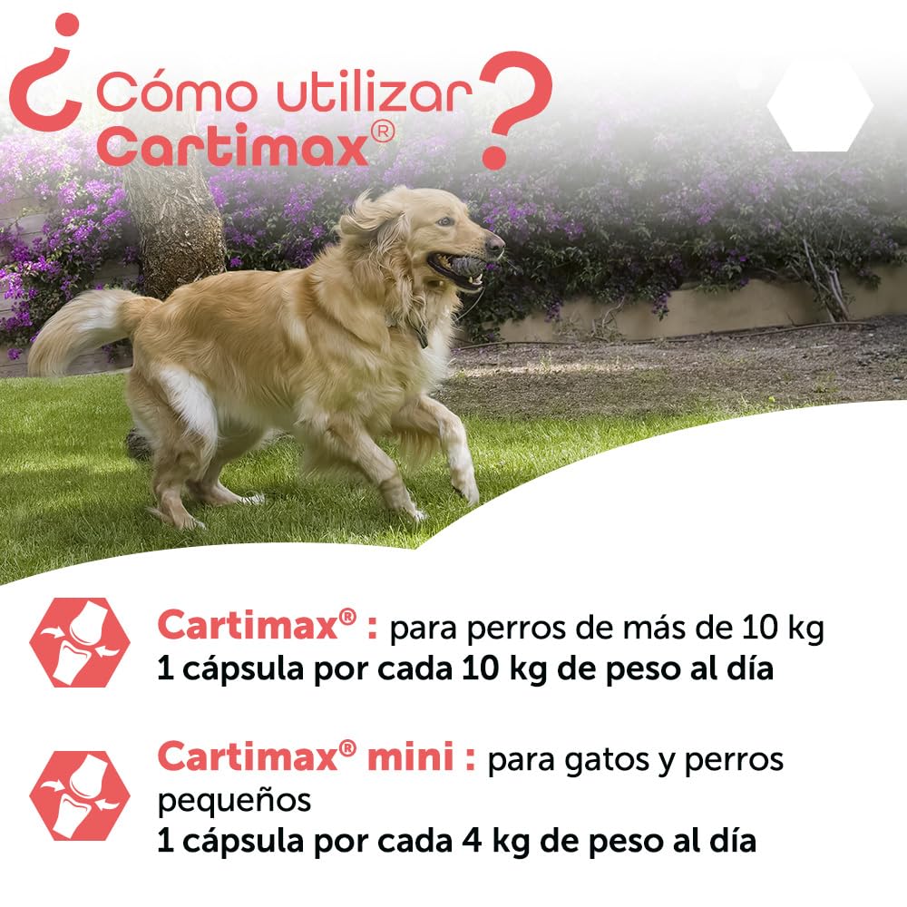 MP Labo Cartimax® - Apoyo de la función Articular para Perros y Gatos - Glucosamina, harpagofito, Reina de los prados, bambú y oligoelementos (250 cápsulas)