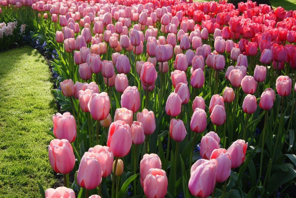 Tulipa Salmon Impression - BIO 50 Tulpenzwiebeln aus Holland