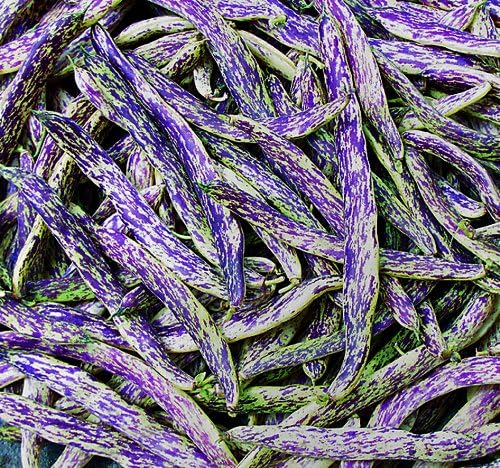 Seed Savers Exchange 0340 Open-pollinated Bean, Dragon's Tongue, 50 Seed Packet