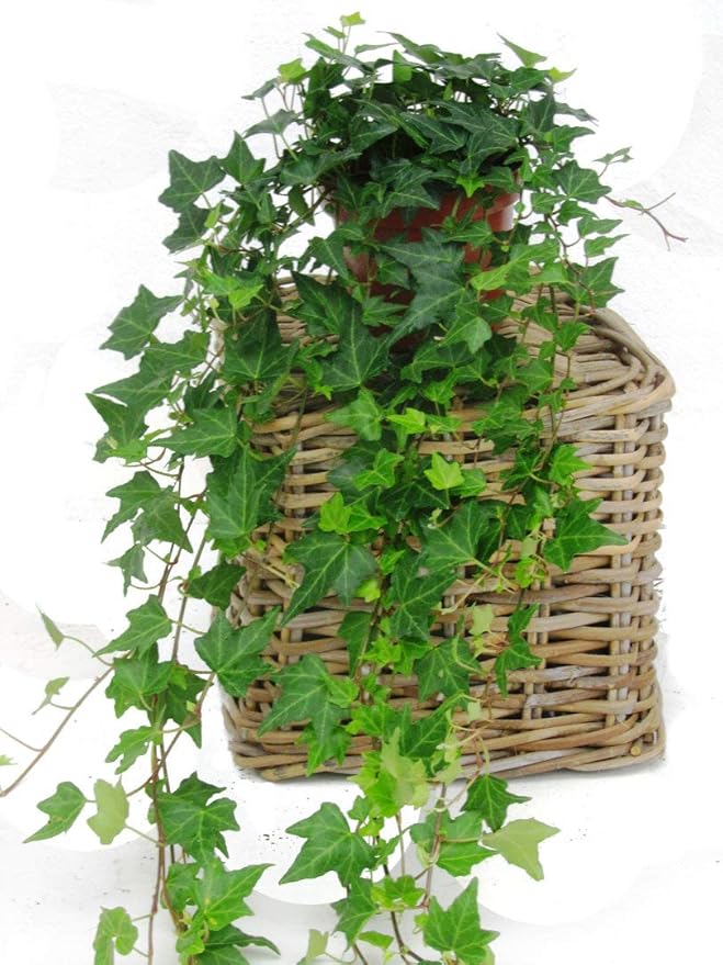 Hedera helix 'Pittsbourgh' Efeu mit langen Ranken echte Pflanze im 13