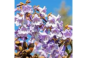 30+ Paulownia Fortunei Empress Tree - Fast-Growing Deciduous, Royal Empress