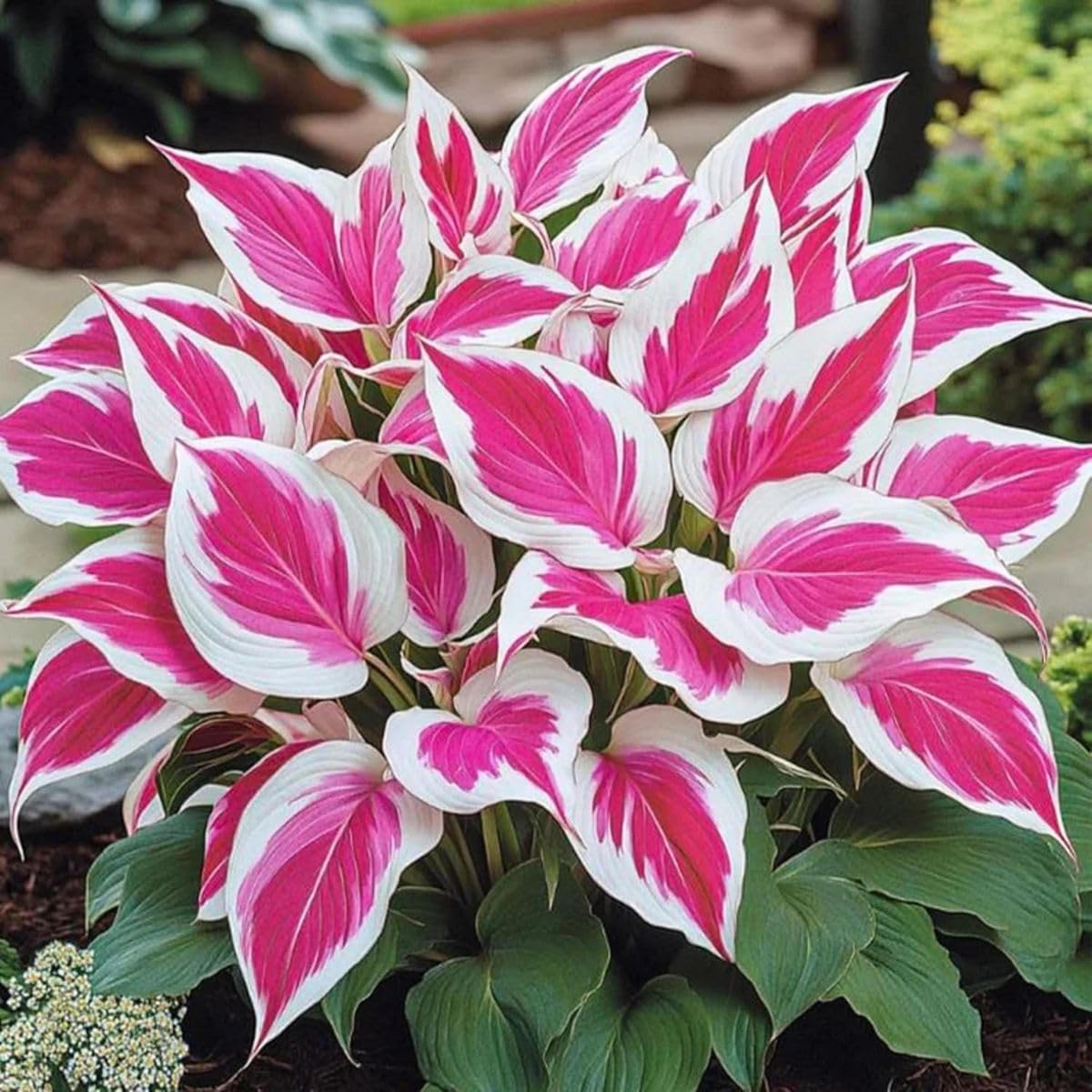 Grand Hosta Bulbs UK, Surprisingly Growing, Hardy Perennial, Potted Plants Rhizome, Garden Viewing, Landscape Design-4 Bulbs-F