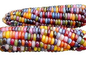 HARLEY SEEDS Indian Glass Gem Corn Seeds, Non-GMO Popcorn, 100+ Seeds