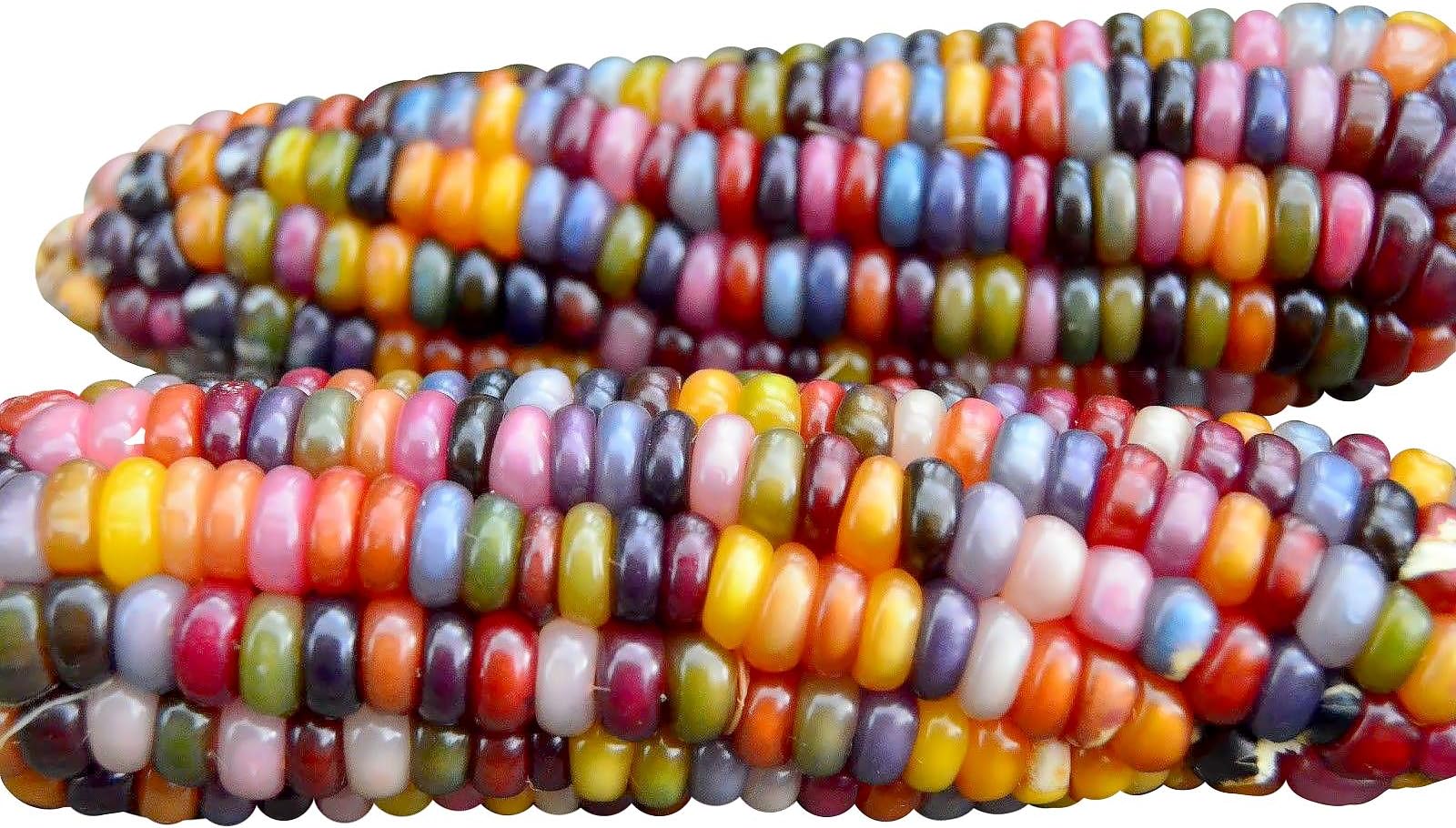 100 Glass Gem Corn Seeds Non-GMO Popcorn Delicious Jewel-Toned Glass-Like Kernels Grown in USA Rare Ornamental and Edible HARLEY SEEDS Zea mays