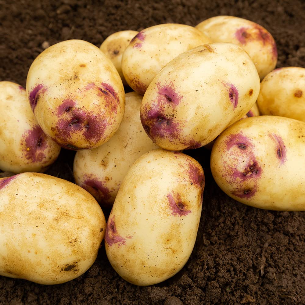 2kg Kestrel Seed Potatoes (Approx. 20-25 Tubers), Second Early Grow Your Own, for Boiling Chips & Roasting - Image 7