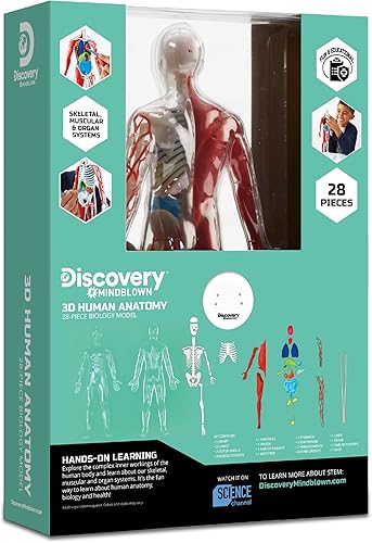 Miniatura 7 de Discovery #Mindblown - Modelo de biología de 28 piezas de anatomía humana 3D con modelo humano que brilla en la oscuridad, aprendizaje práctico, a