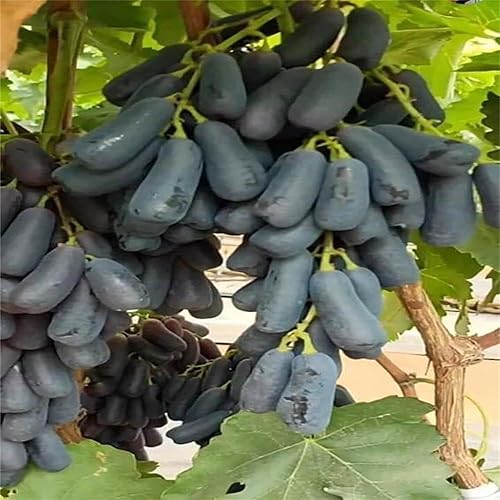 Miniatura 2 de Semillas de uva Black Finger para plantar 100 piezas deliciosas semillas de frutas dulces y jugosas, uvas sin OMG, semillas de frutas de vid fáciles