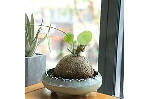 Powerful Stephania Erecta Bulb: Horticultural Beauty Unveiled