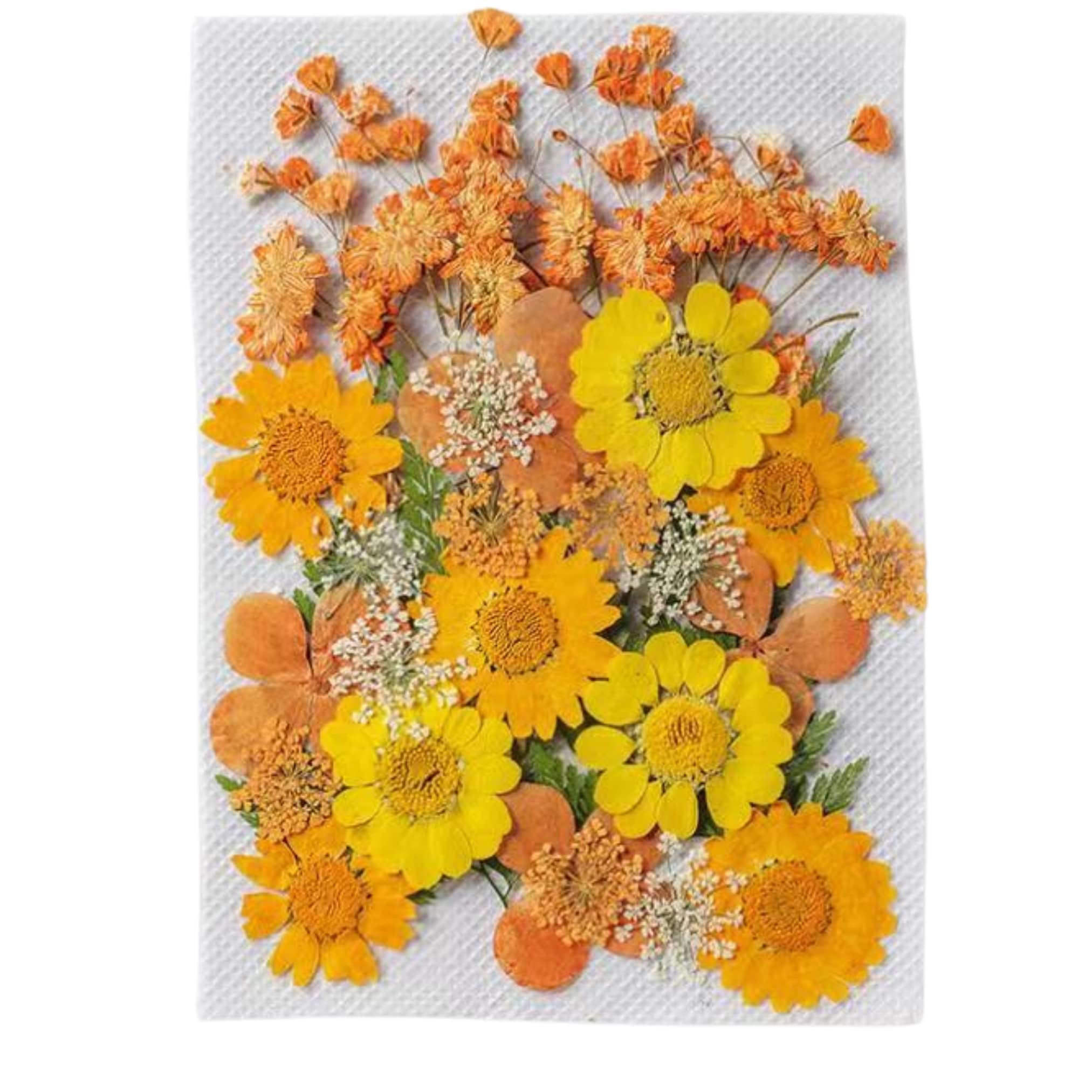 Pressed Dried Flowers for Resin, Mixed Multiple Dry Flower for DIY Art Crafts, Epoxy Candle Resin Jewellery Nail Pendant Crafts Art Floral Decoration