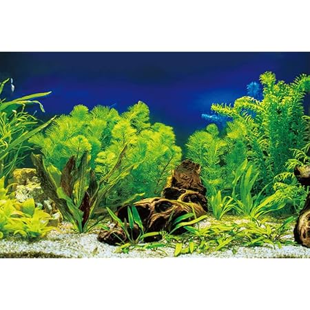 Amazon 水槽背景 アクアリウム バックスクリーン Odeko A 450mm幅 ノーブランド品 バックグラウンド 背景 通販