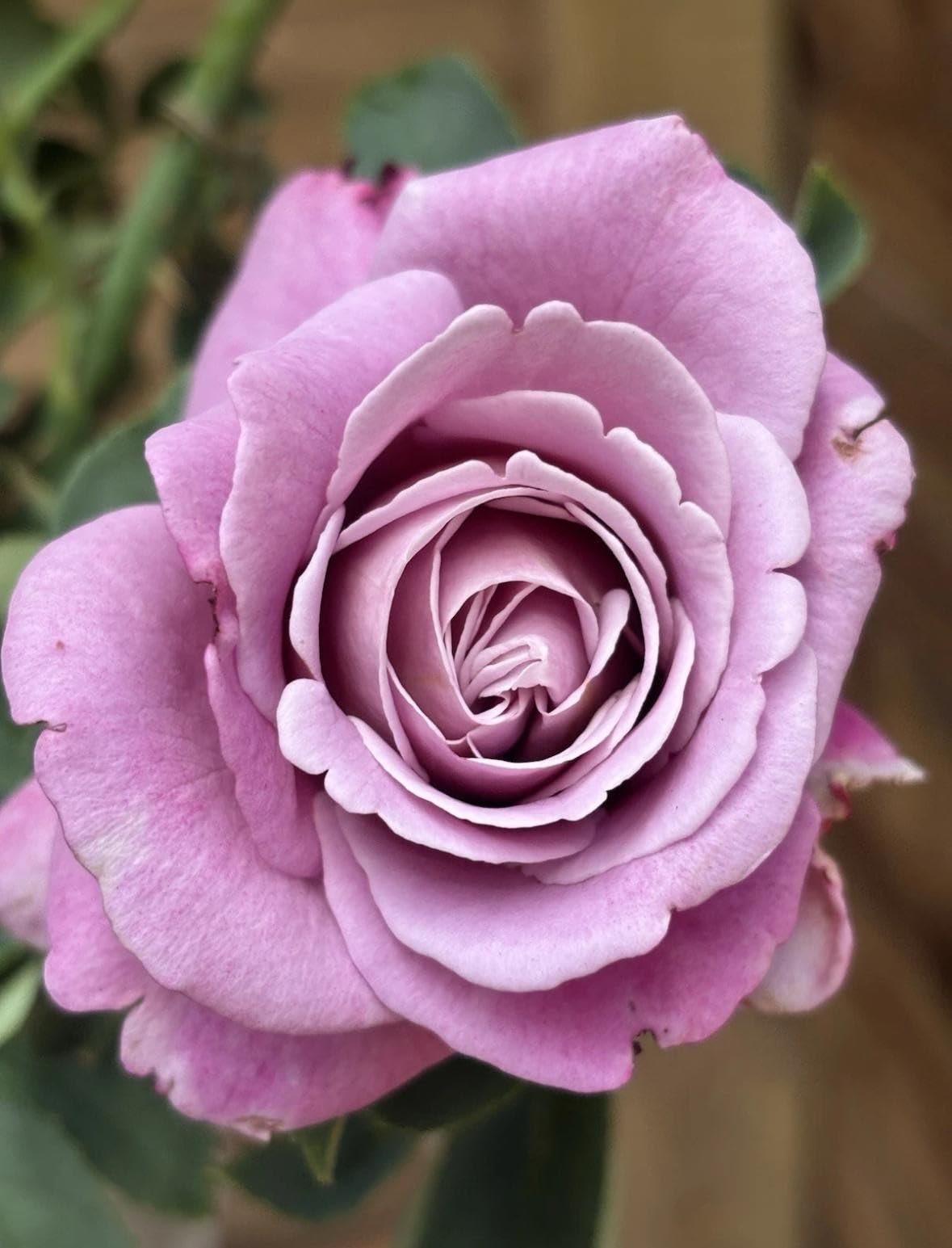 Waltz Time Hybrid Tea Rose Bush, Deep Purple Blooms, Live Garden Plant in 3Lt Pot, Hardy Outdoor Shrub for Patio Borders and Decorative Gardens