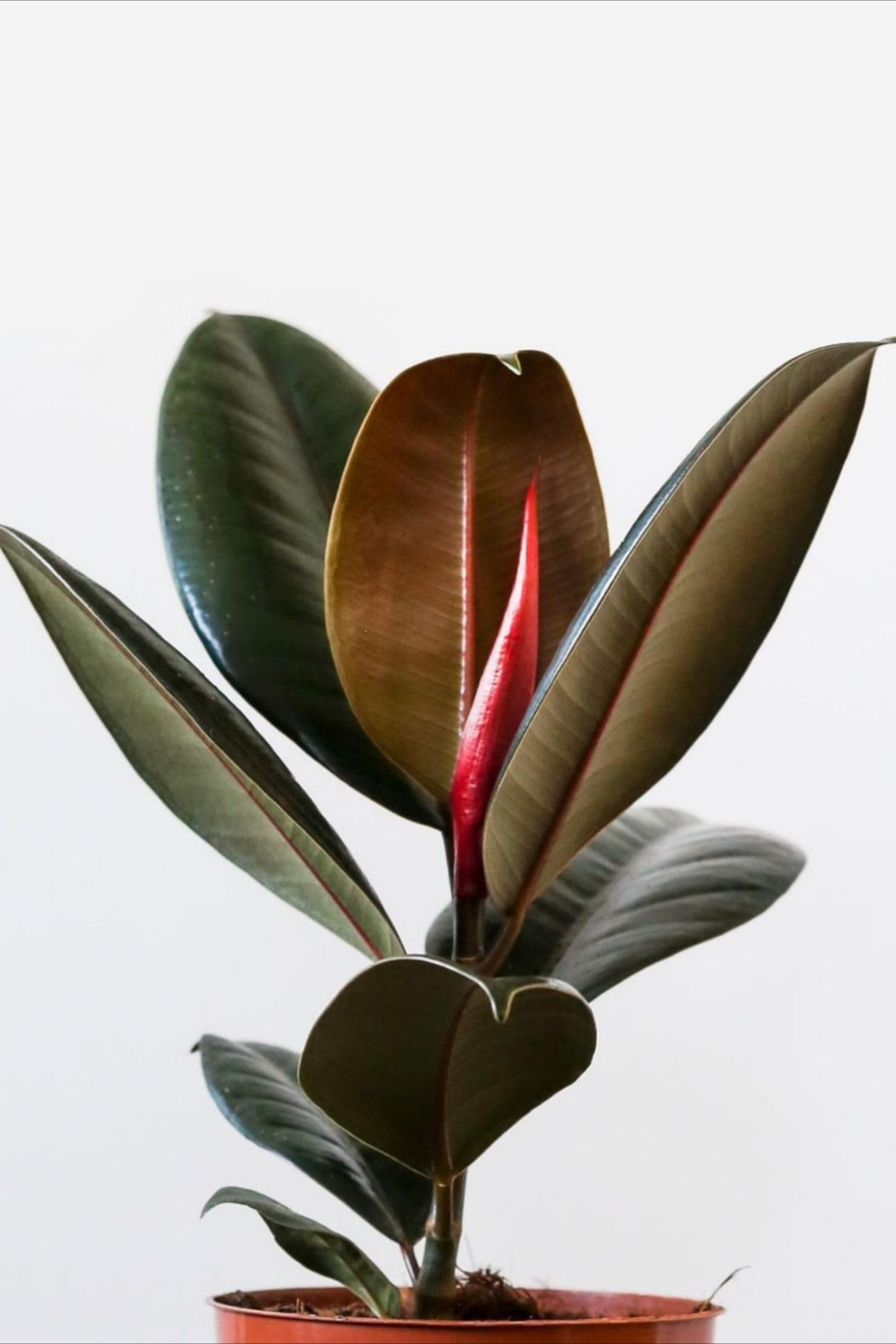 Black Rubber Plant | Indoor Air Purifier Plant for Balcony, Office & Home-image-17