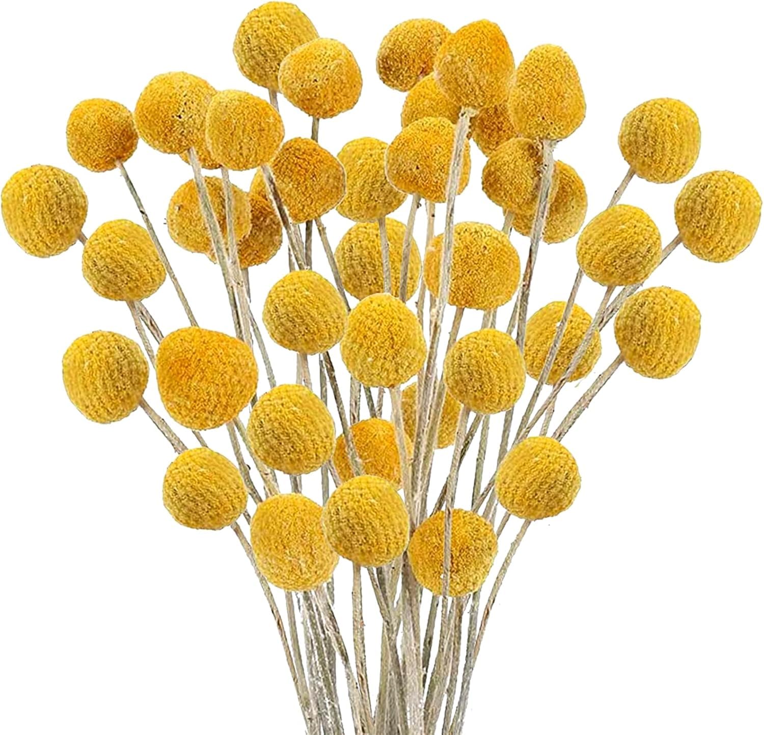 Zythrem 30Pcs Dried Flowers Craspedia Billy Button Dried Flowers Yellow Dry Flowers Golden Ball Flower Bouquet Boho Dried Floral Arrangements for DIY Crafts Wreath Cake Decor Wedding Home Table Vase