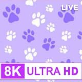 TVEE - 4K WALLPAPER for Tablet & TV