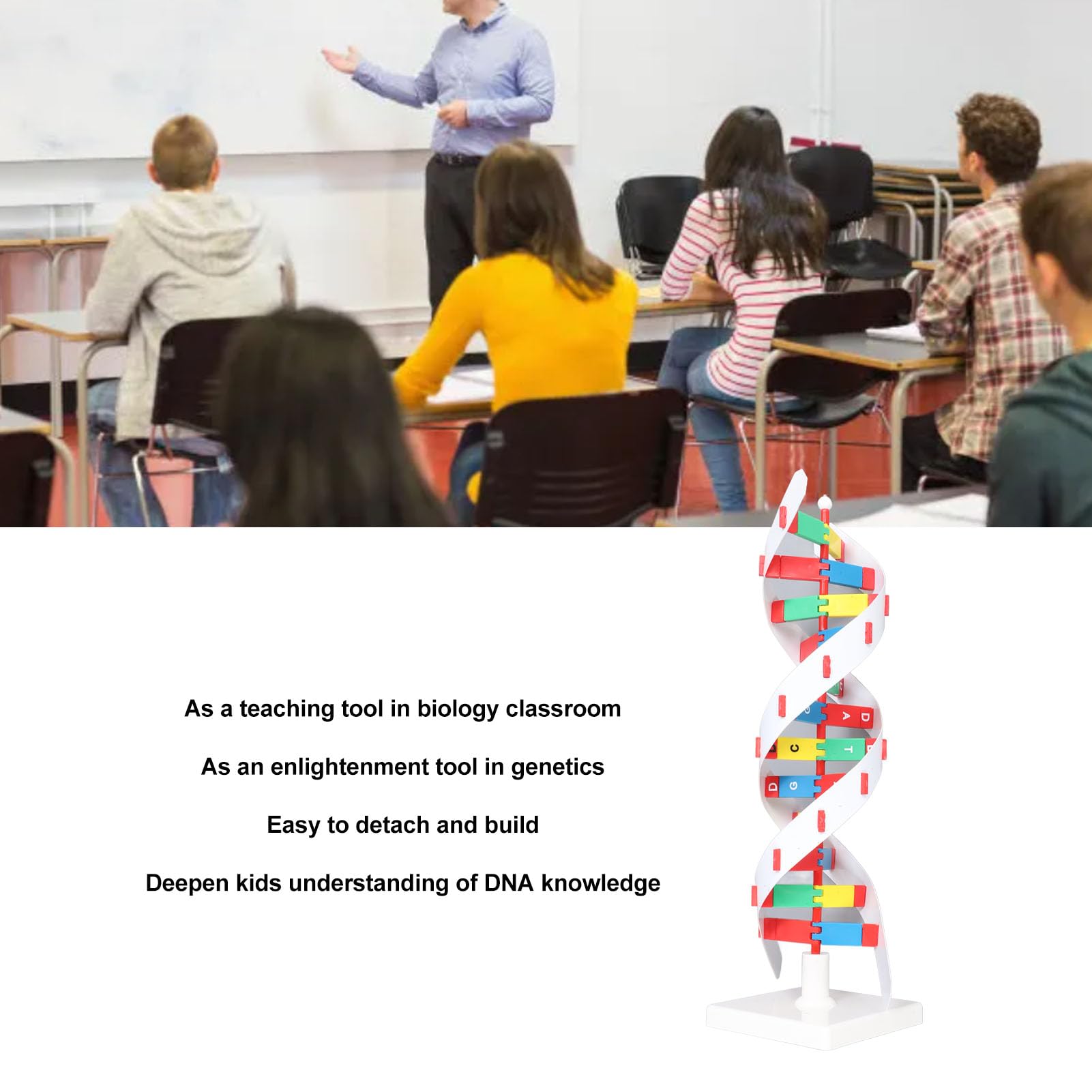 Kit Moo di DNA Fai-da-Te, Kit Educativo di Biologia Molecolare, Struttura a Doppia Costruibile, Strumento di Apprendimento Visivo Vivace per Studenti e Aule
