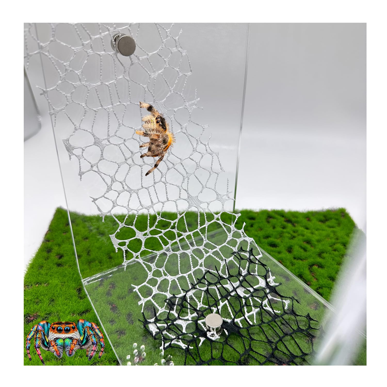 6 PCS Jumping Spider Habitat Accessories-Jumping Spider Webbed Moss ...