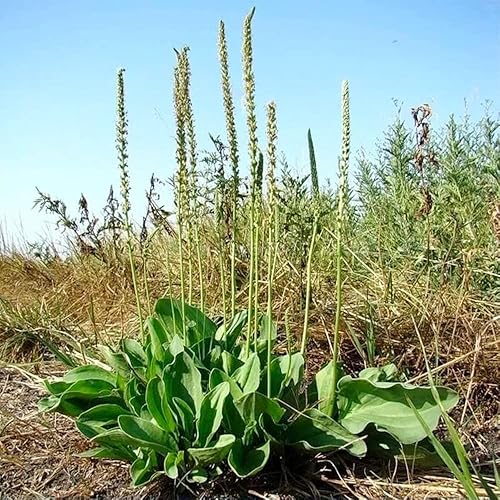 Plátano de hoja ancha (Plantago Major) 100 semillas de plantas de hierbas orgánicas para plantar jardín Perenne de rápido crecimiento de hierbas de