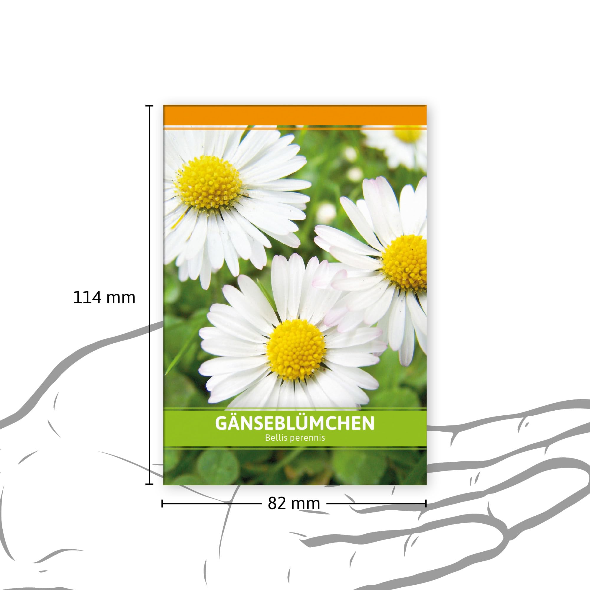 FLORTUS W5246-100x Gänseblümchen für Werbezwecke (100 Tütchen) (Gänseblümchensamen)