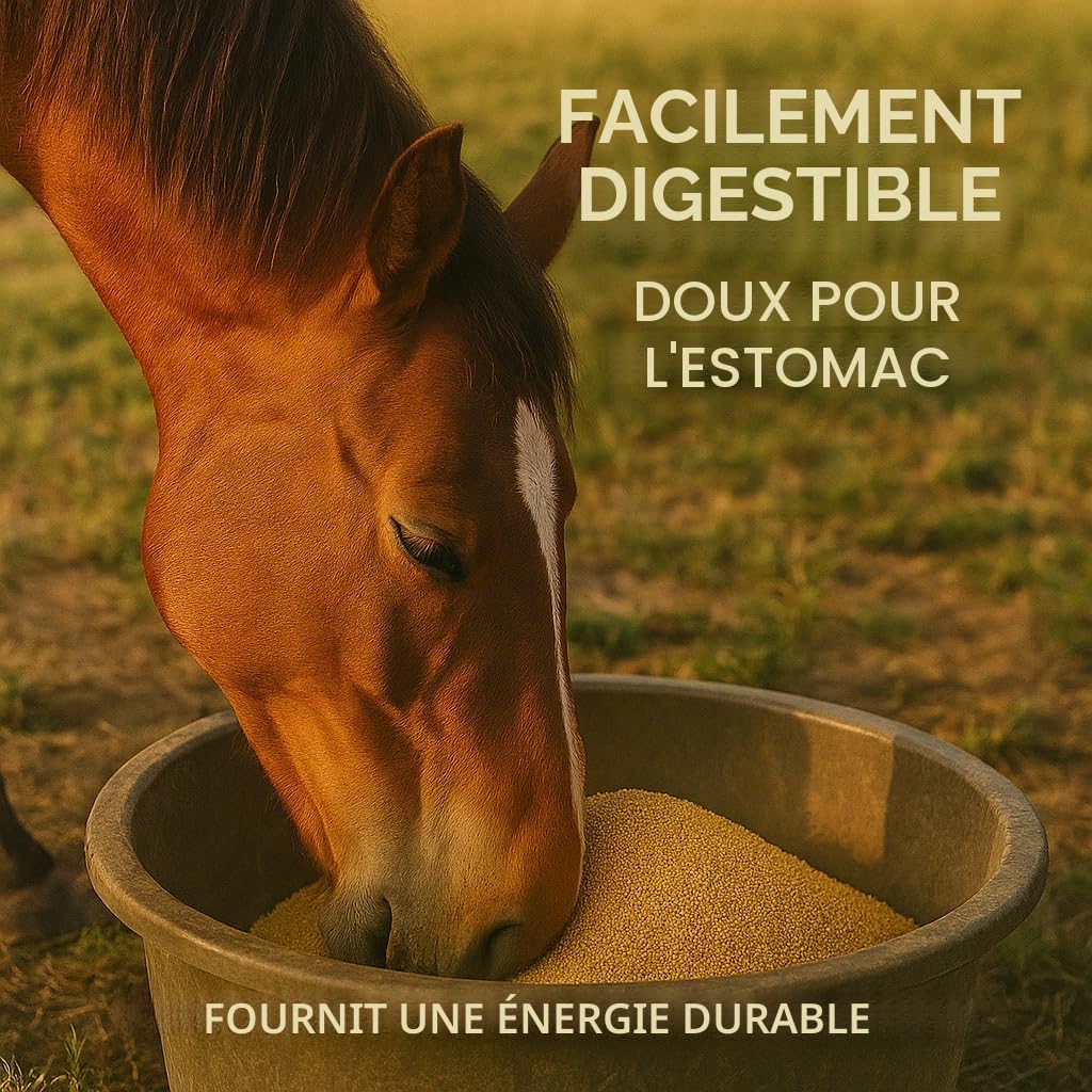 GiDeli Millet jaune 25 kg – Nourriture pour perruches, graines de millet – Nourriture pour canaris et oiseaux domestiques