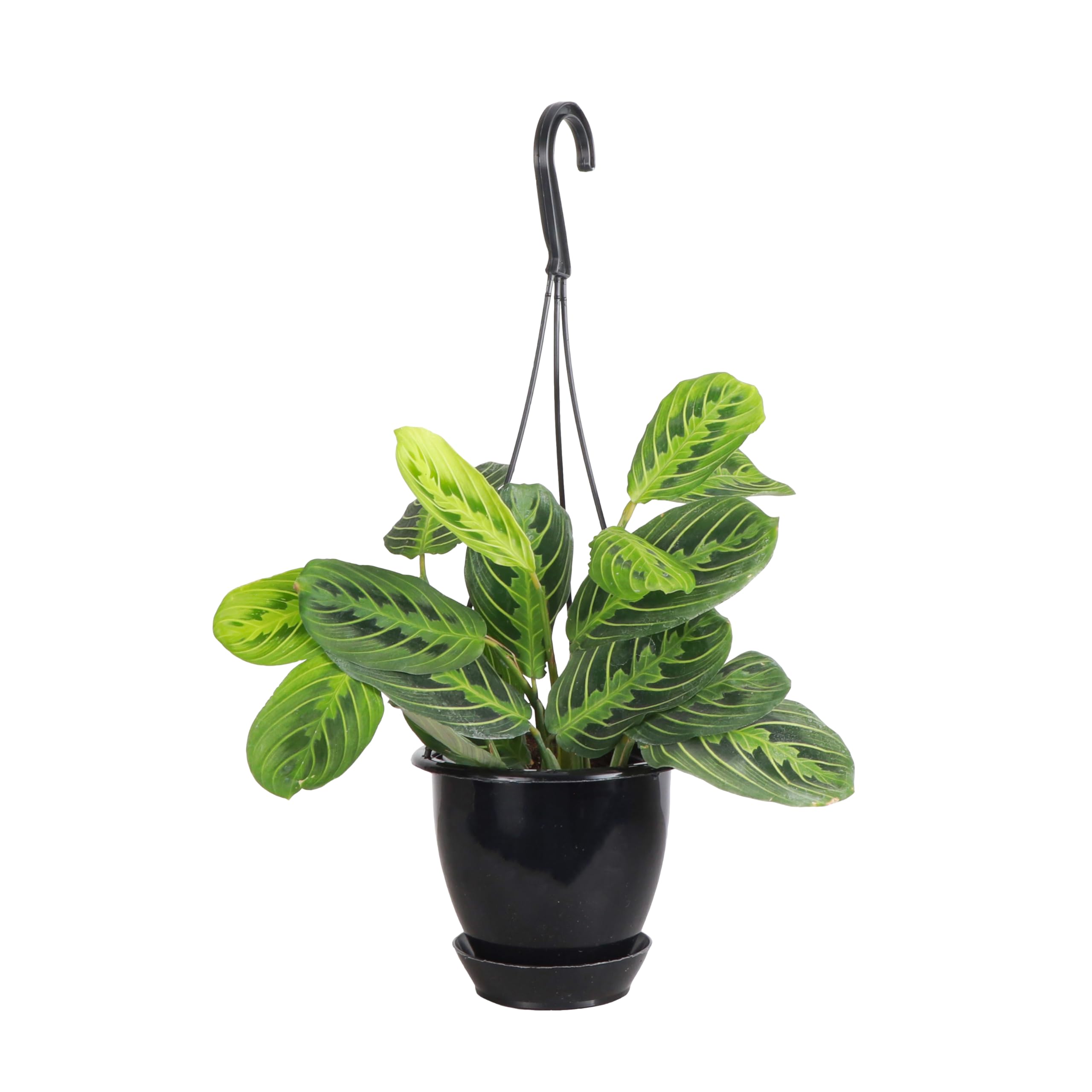 Thorsen's Greenhouse Prayer Plant