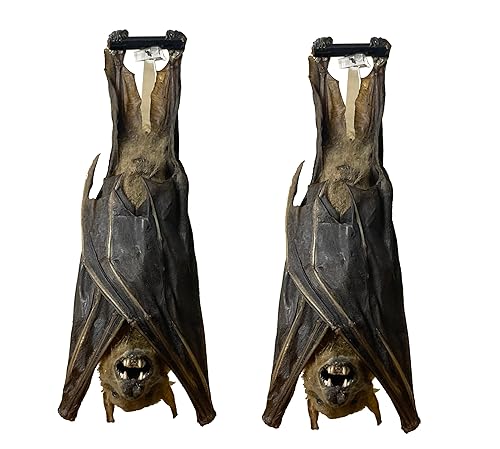 Murciélago pintado real colgante cúpula de vidrio preservado colección de espécimen preservado hecho a mano rareza insectos secos insectos muertos