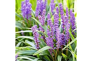 QAUZUY GARDEN Lilyturf Seeds: Beautiful, Tough, and Drought-Tolerant Perennial Flower