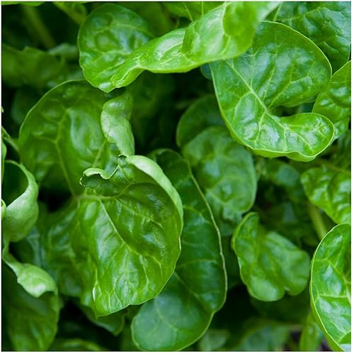 Miniatura 3 de Everwilde Farms - 200 semillas de acelga suiza perpetua espinaca  Gold Vault Jumbo paquete de semillas