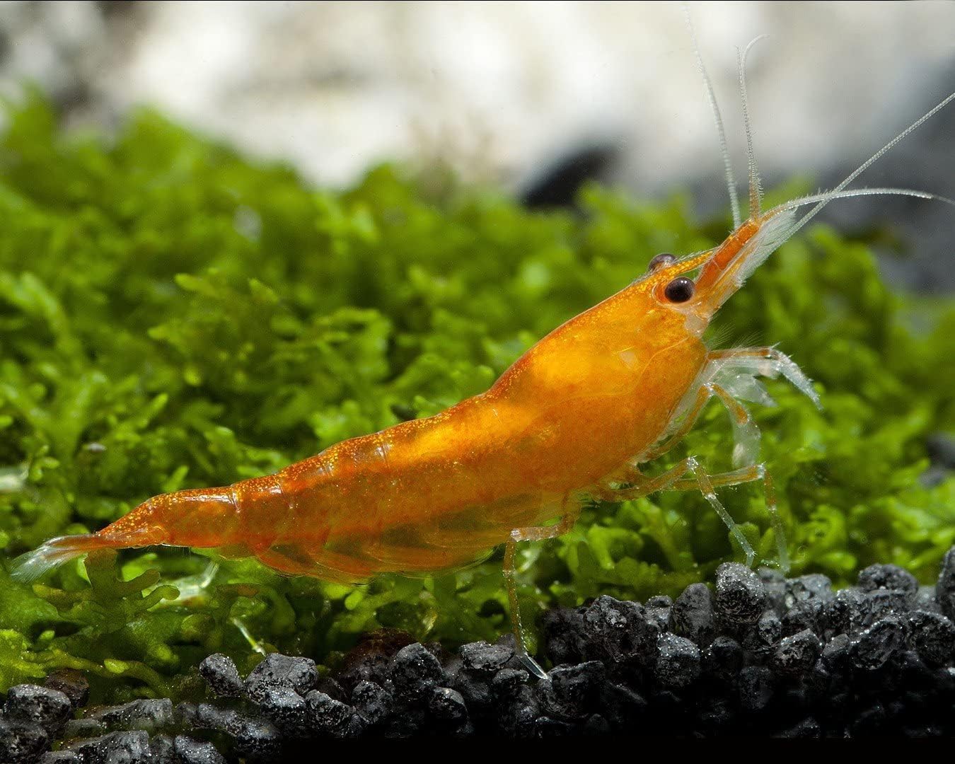 CU AQUATICS 10 x Live Shrimp Blue | Red | Yellow | Black | Cherry Tropical Fresh Water Algae Eater Live Fish