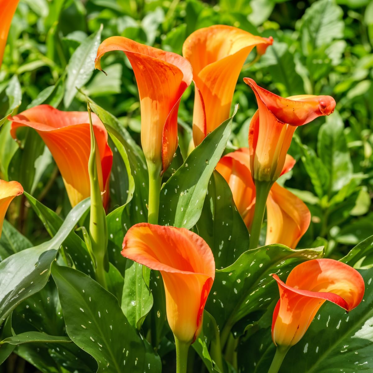 DUTCH BULBS EXCLUSIVE PLANTS FROM HOLLAND