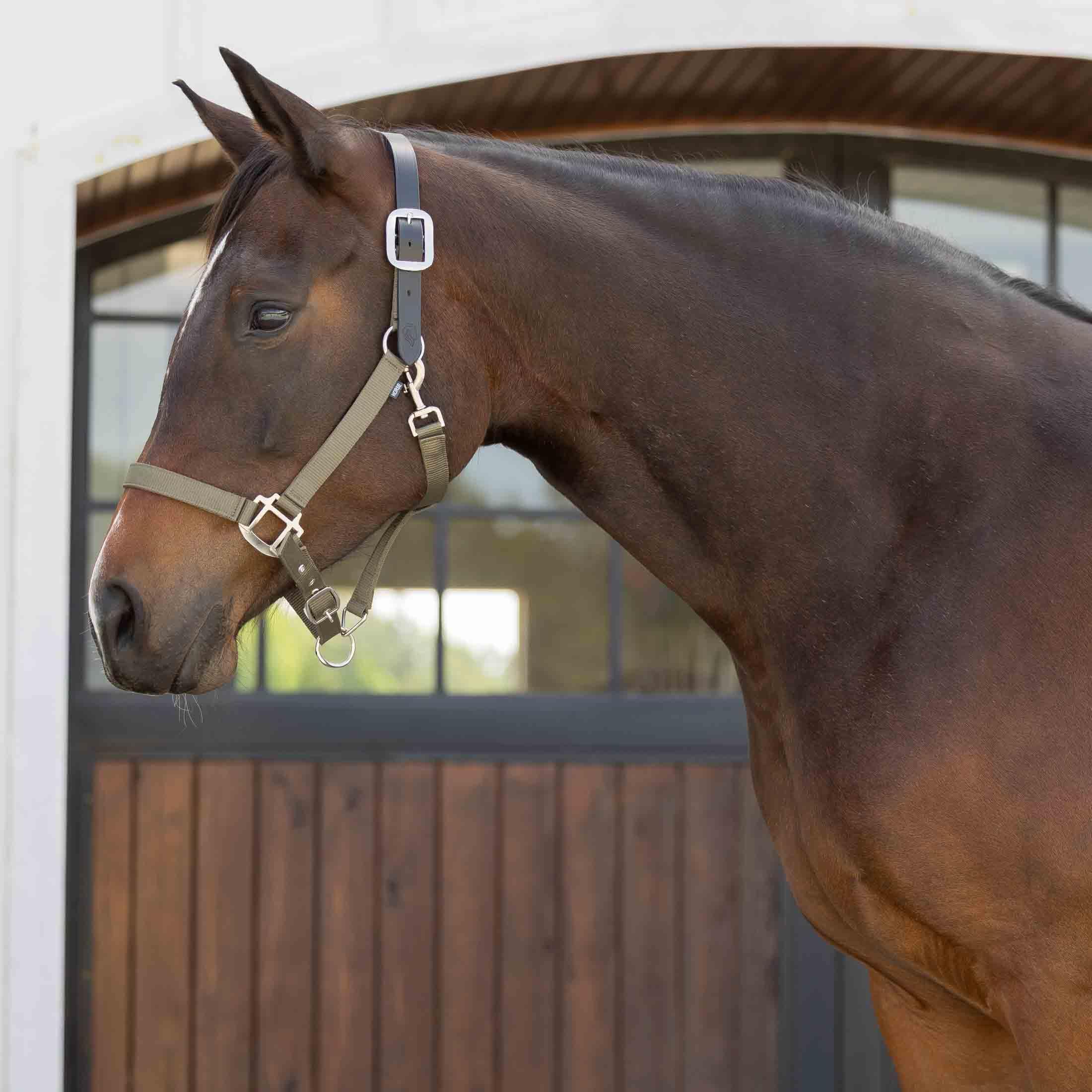 Equinavia Loki - Cabestro ajustable para caballo, color verde oliva claro, mazorca