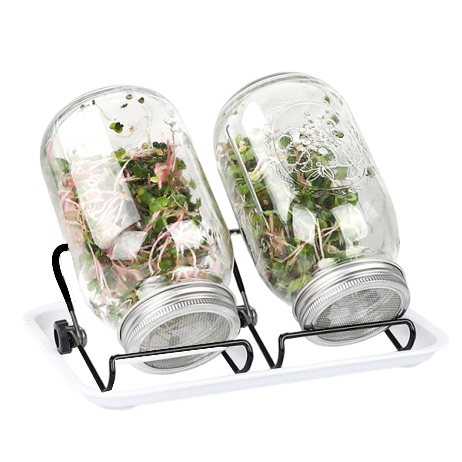 2 Supports pour bocaux en Verre de 1 000 ML, Outil de Germination, Filtre en Acier Inoxydable Blanc pour la Croissance des Plantes, accès pour aux