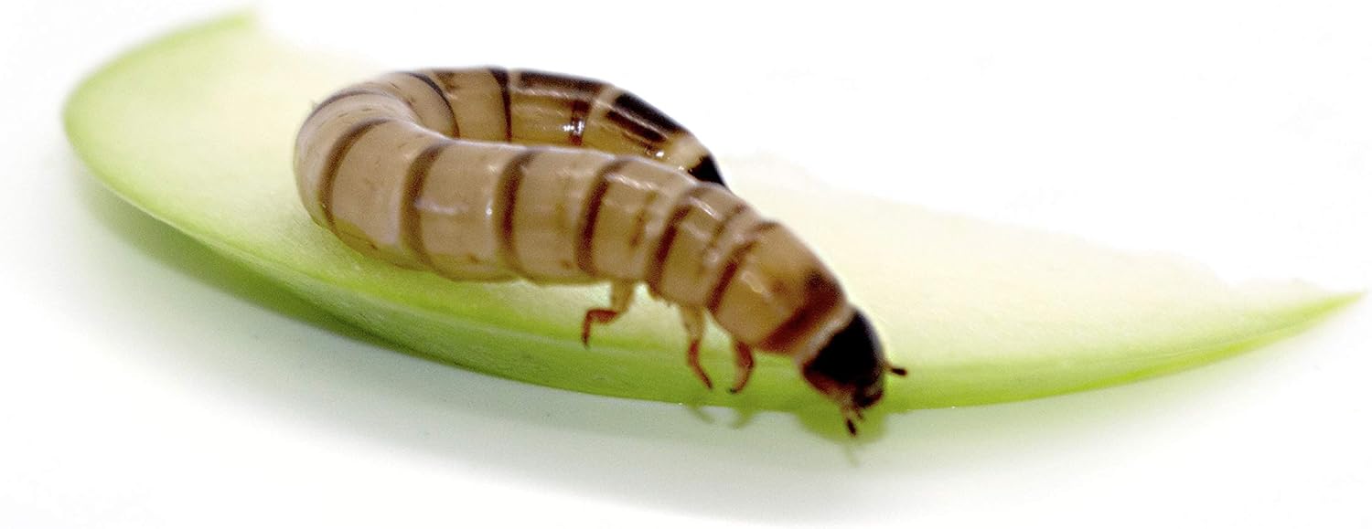 Freshinsects Live Superworms Organically Grown, Feed Reptile, Birds, Fishing Best Bait (100 Count) : Pet Supplies