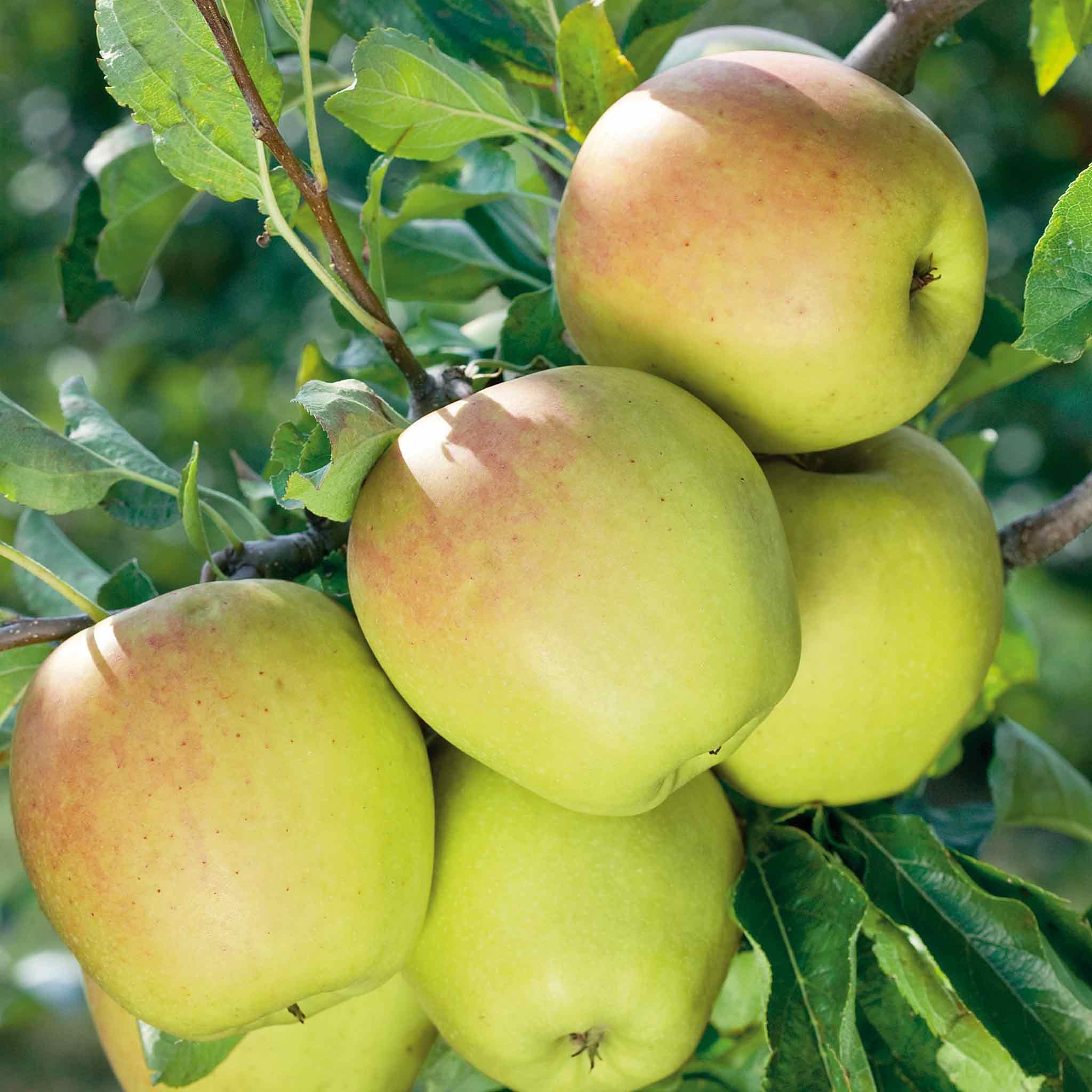 Marshalls Garden Patio Apple 'Golden Delicious' Compact 1m Tree, High-Yield, Self-Fertile, Ideal for Warmer UK