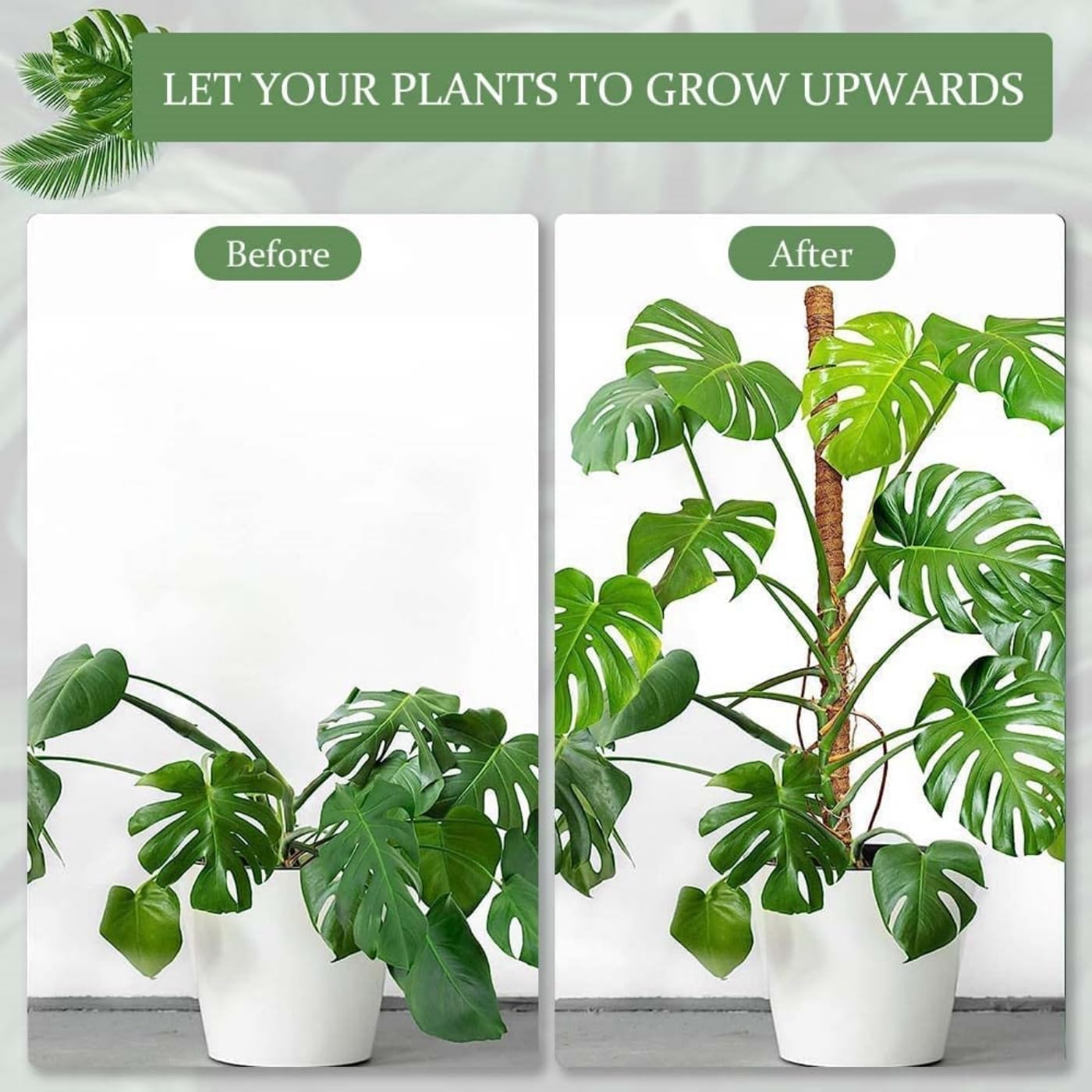 philodendron white wizard mature Philodendron 'White Wizard' main image 1