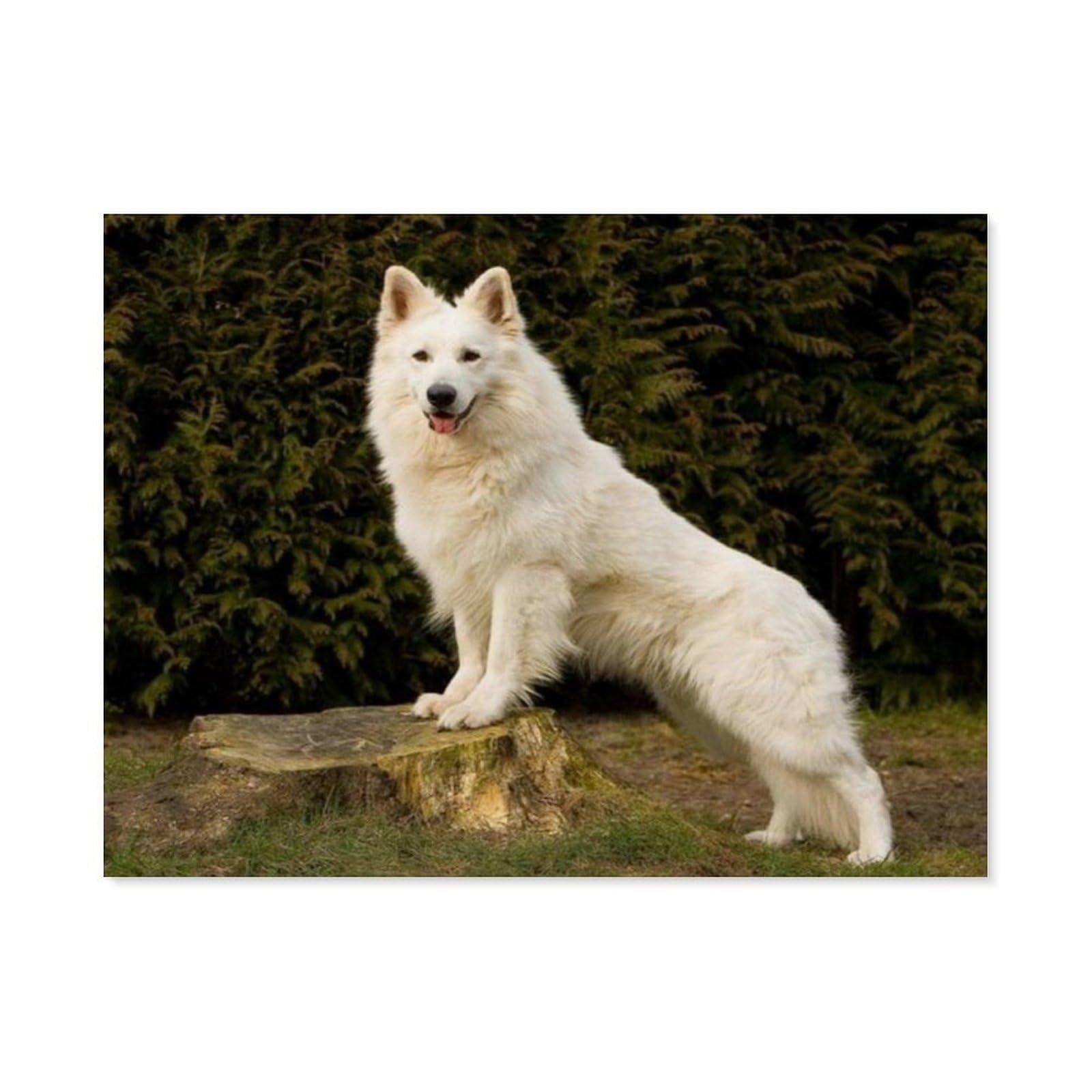 Gsbrsnts A22 White German Shepherd，Diamond Painting Kits For Adults - 5D Diamond Painting Kit Full Drill, Diamond Art Kits For Home Wall Decor（50 X 60 Cm/19.68 X 23.62 Inches）-E81
