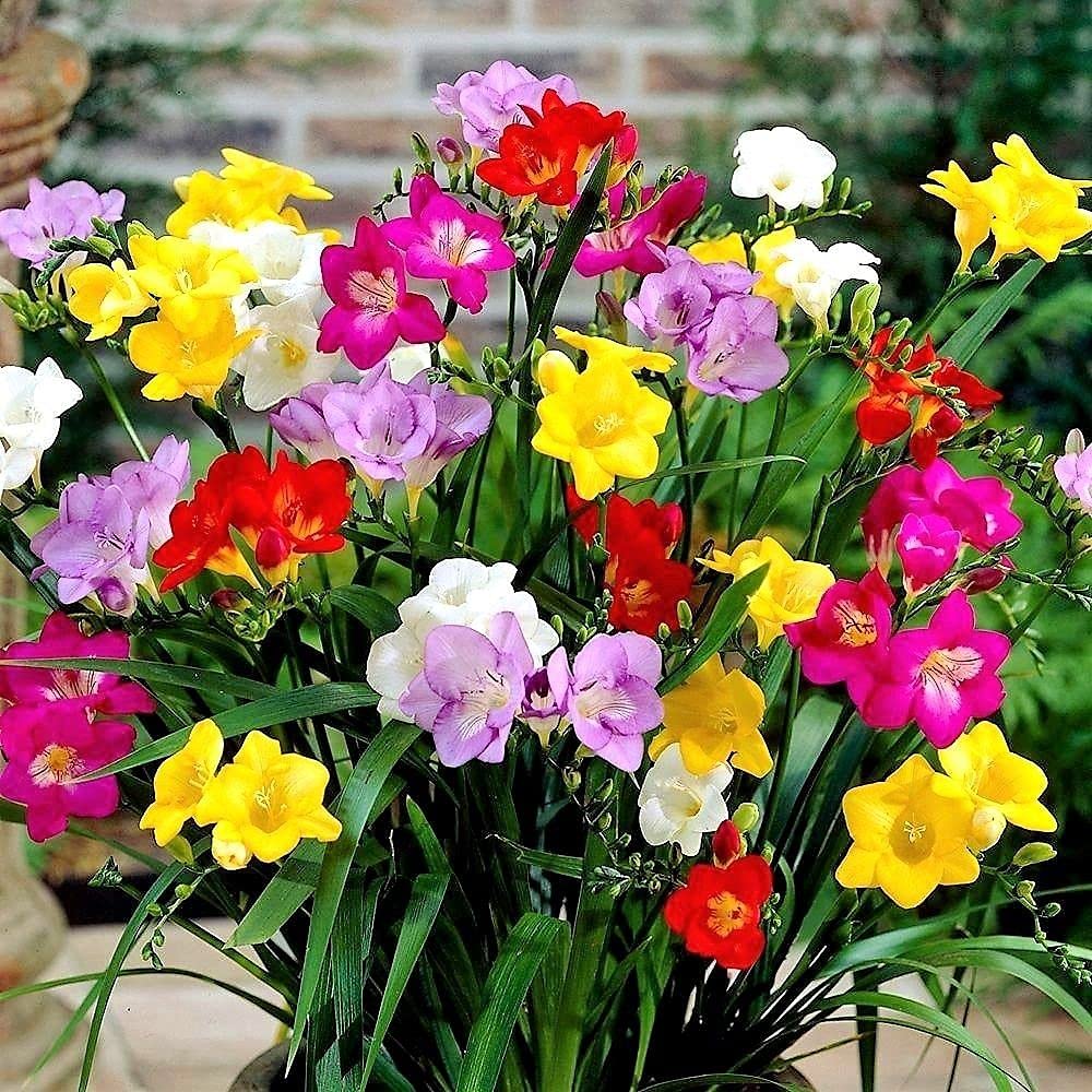 PLANTOGALLERY Flower Bulbs | Freesia Mix Double Important Bulbs For All Season - (Pack Of 10 Bulbs) (B09B2MDJM6) Amazon Price History, Amazon Price Tracker