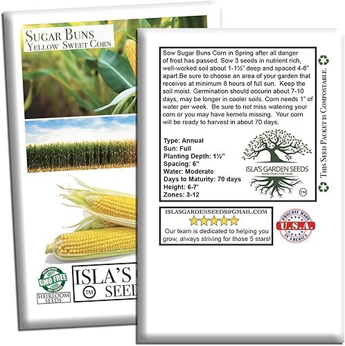 Miniatura 7 de Sugar Buns - Semillas de maíz dulces amarillas (Zea mays) – Más de 50 semillas sin OMG y reliquias de Isla's Garden Seeds, orejas de maduración