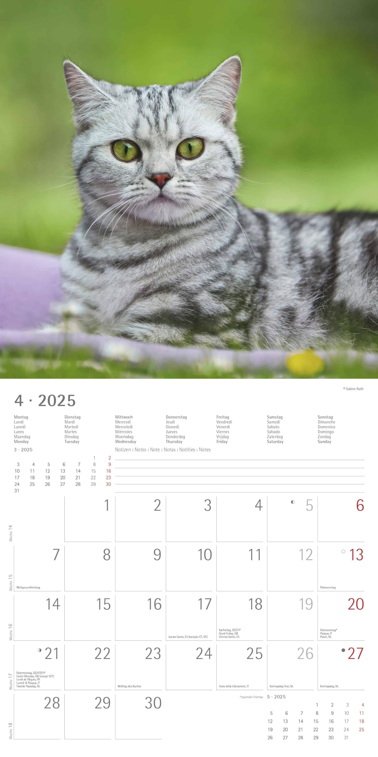 Alpha Edition - Katzen 2025 Broschürenkalender, 30x30cm, Wandkalender mit Platz für Notizen und Termine, schöne Motive von Katzen, Monatsübersicht und Ferientermine DE/AT/CH