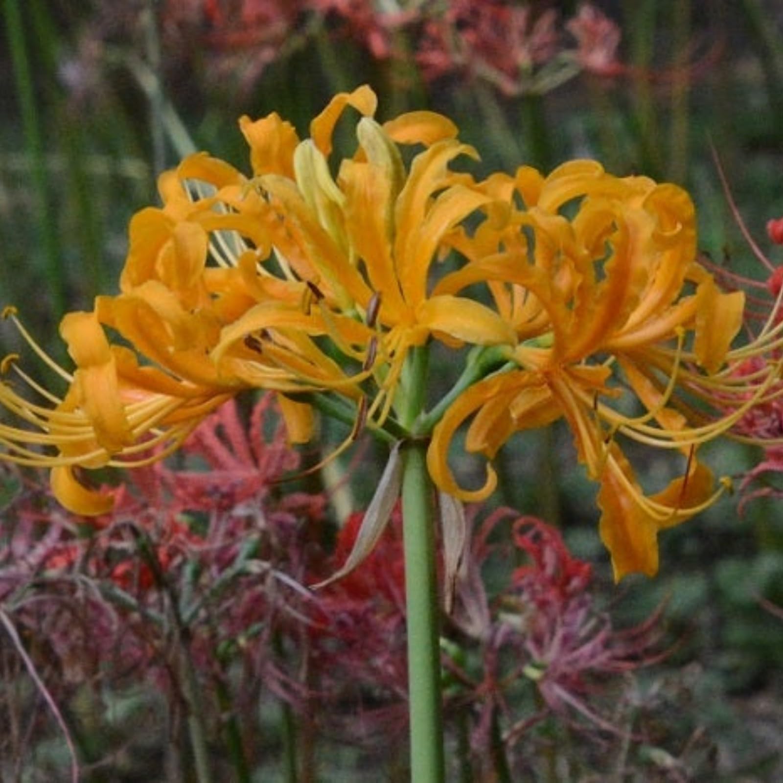 Iridescent,Perennial,Hardy,Gorgeous Spider Lily Bulbs Mix UK,Good for Containers,Flowering Rhizome,Excellent Display,Balcony Garden Bulbs.-2bulbs-K