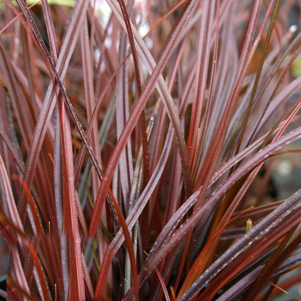 Uncinia rubra 'Everflame' Red Sedge Evergreen Perennial Garden Grass | 2L Pot