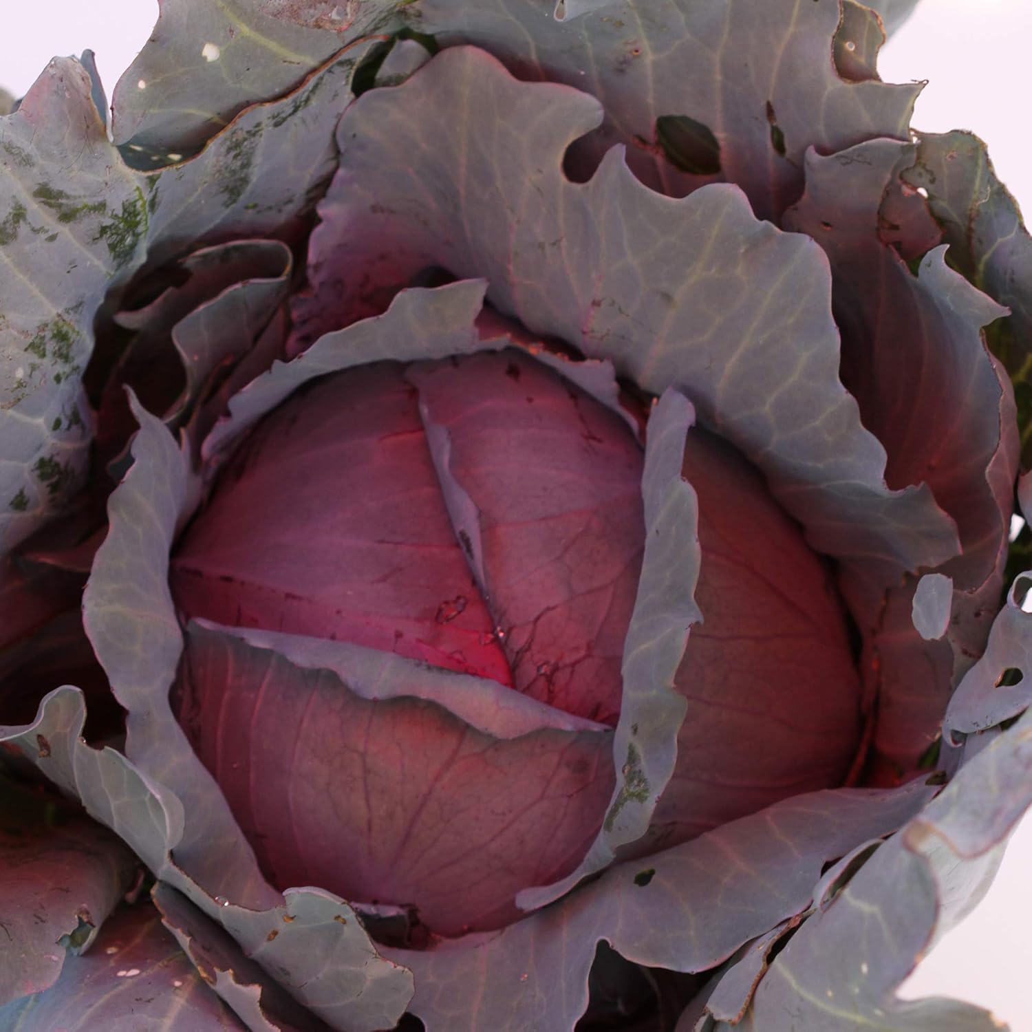 Organic Red Express Cabbage Seeds - 1 LB ~104,000 Seeds - Non-GMO, Open Pollinated, Heirloom, Vegetable Gardening Seed