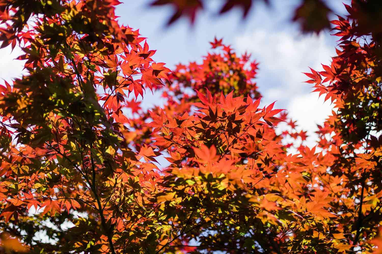 Acero rosso giapponese "Acero palmatum Momiji" pianta in vaso 2 litri h 150/200 cm Vivaio di Castelletto