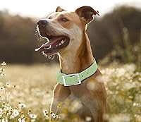 Vista 67 de Wisedog Waterproof Dog Collar: Multiple Adjust 7" to 23.6", Soft Rubber Coated Webbing, Easy to Clean, for Small Medium Large Dogs