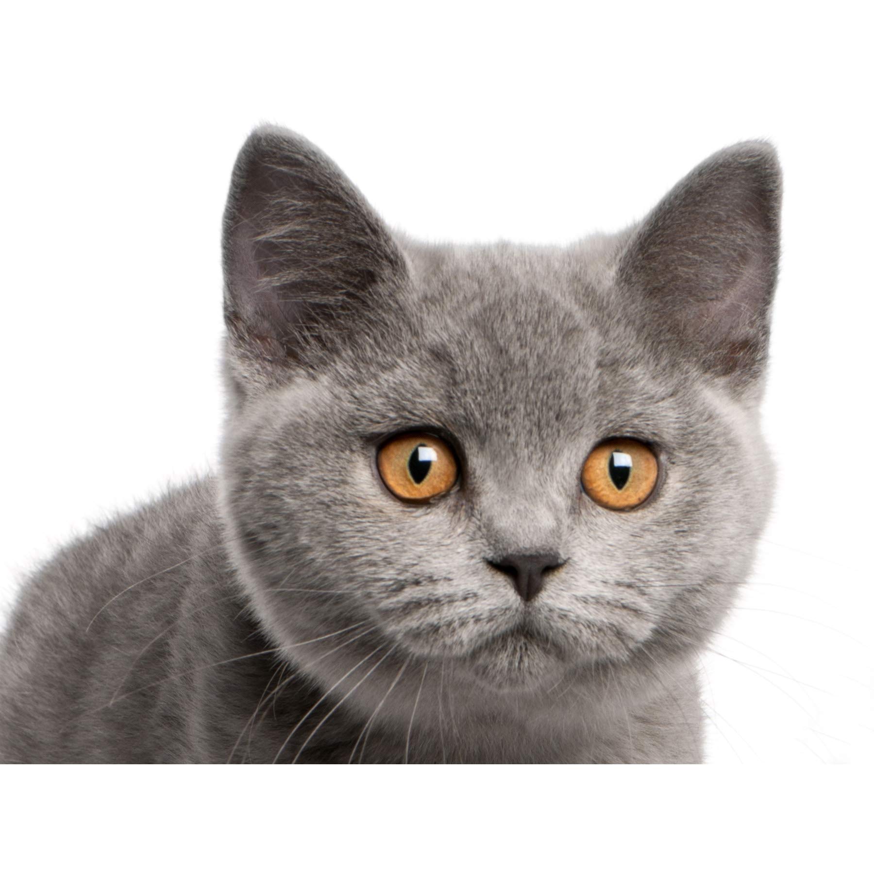 Wee Blue Coo British Shorthair Kitten Orange Eyes Photo Art Picture Canvas Print