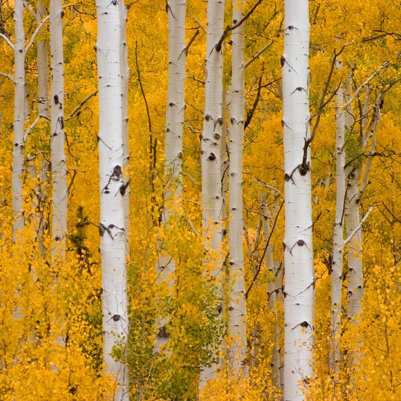 2 Live Quaking Aspen Plants, Quaking Aspen Trees Bare Root Seedlings, 18 to 24 Inches Tall