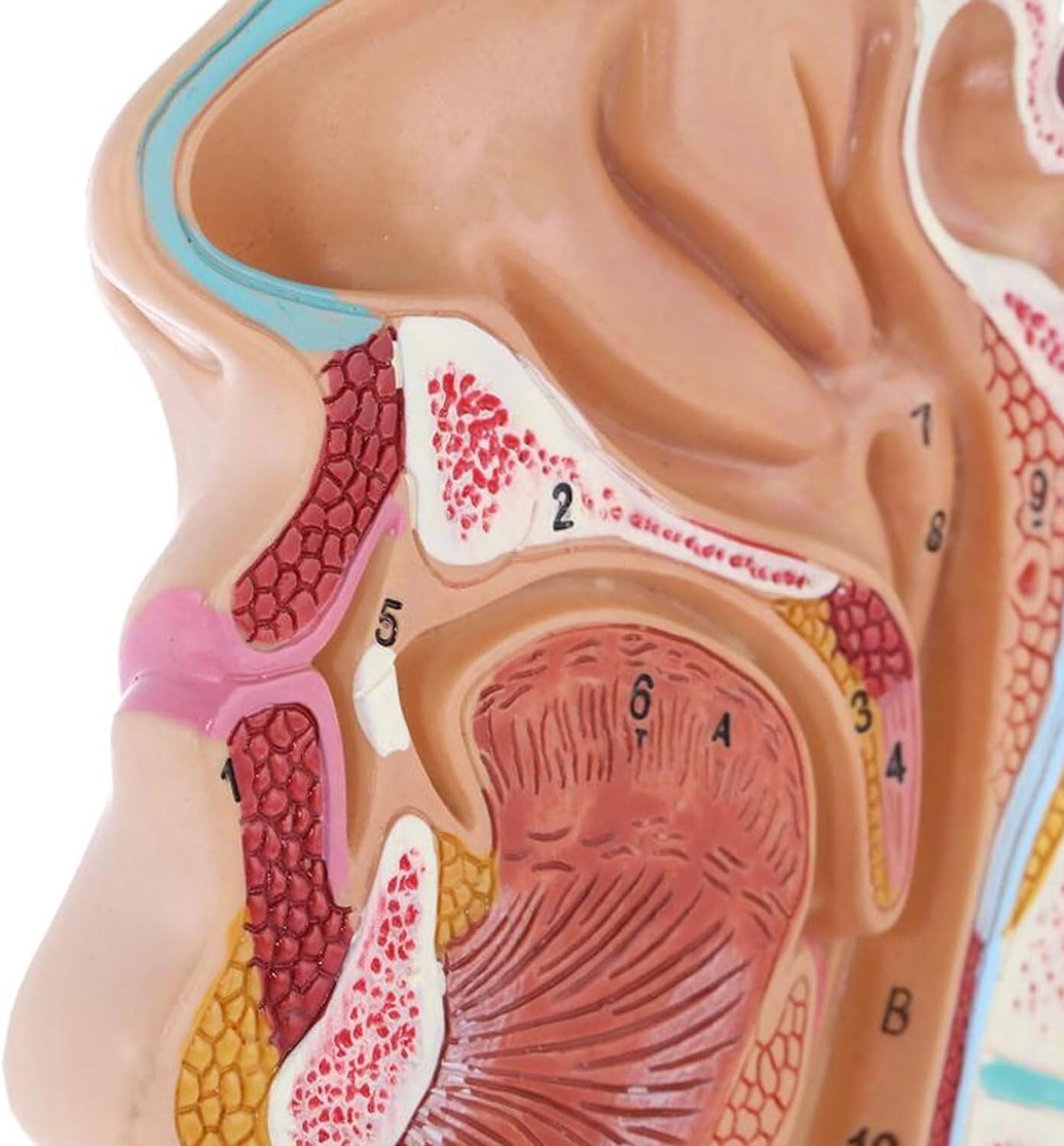 Scientifica Modello Esposizione Modello Medico Anatomico Umano Di Anatomia Della Cavità Nasale Gola Per L'insegnamento Visualizzazione Dello Studio In Aula Scienze Per Uso Educativo